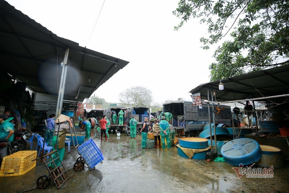 Tieu thuong 18 nam buon loai ca do ruc, ke chuyen 1 ngay chot hang ky luc-Hinh-5