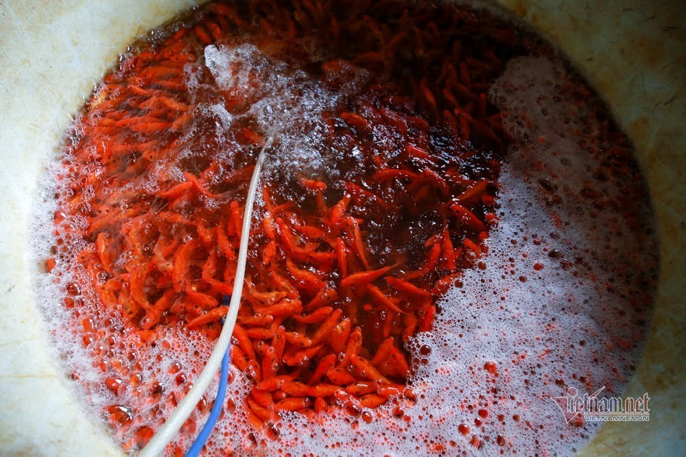 Tieu thuong 18 nam buon loai ca do ruc, ke chuyen 1 ngay chot hang ky luc-Hinh-6