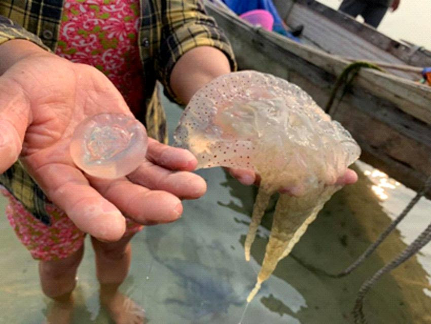 Nuốc cùng họ với sứa nhưng nhỏ chỉ bằng khoảng nửa trái chanh. Cứ mỗi độ vào mùa hè, nuốc thường nổi thành từng mảng dày, những người ngư dân vớt lên, ngâm vào nước và bán nhiều ở các chợ đầu mối.