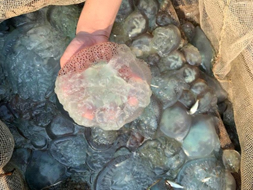 Nuốc được chia làm 2 phần gồm tai và chân. Phần tai rất thích hợp để kẹp với các loại rau sống chấm với ruốc hoặc làm gỏi. Nhưng đặc sắc nhất phải kể đến chân nuốc, giòn giòn, sần sật – làm nên linh hồn của món ăn trứ danh: Bún giấm nuốc.