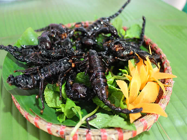 Ngoài giá trị dinh dưỡng, bọ cạp từ lâu còn được sử dụng làm thuốc để chữa bệnh hiệu quả. Đông y thường sử dụng bọ cạp để chữa một số chứng phong như co giật, đau nhức, hôn mê… Ảnh: IT.