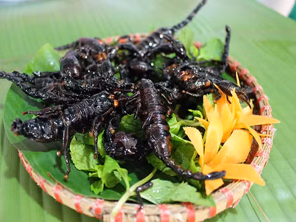 Ngoài giá trị dinh dưỡng, bọ cạp từ lâu còn được sử dụng làm thuốc để chữa bệnh hiệu quả. Đông y thường sử dụng bọ cạp để chữa một số chứng phong như co giật, đau nhức, hôn mê… Ảnh: IT.