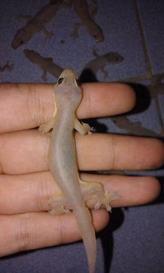 Ngôi làng nhỏ này là thủ phủ của các hoạt động giết mổ động vật đáng sợ như rắn ếch, nhưng nổi bật nhất phải là thằn lằn. Nguyên cả ngôi làng này là nơi thu mua và chế biến thằn lằn khô.