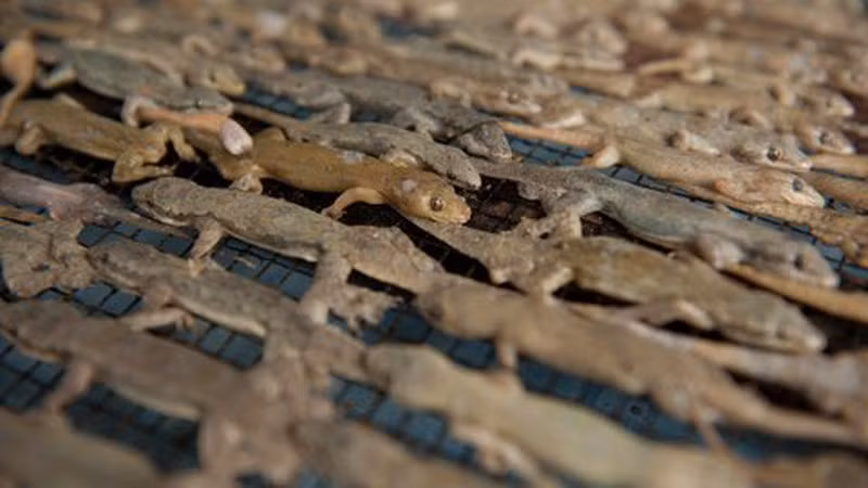 Chỉ cần đặt chân tới ngôi làng, ngay từ cổng làng vào sẽ ngửi thấy mùi tanh hôi nồng nặc, thằn lằn nằm rải rác, rơi rụng khắp nơi.