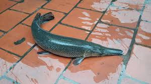 Tuy nhiên trong quá trình nuôi, chúng thoát ra ngoài thiên nhiên và phát triển lên tới 150kg. Nhiều người đã đánh bắt được loài cá này và ăn thịt. Do mới xuất hiện tại nước ta nên có nhiều người không biết đã ăn phải trứng, gan cá sấu hỏa tiễn và ngộ độc.