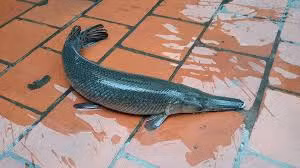 Tuy nhiên trong quá trình nuôi, chúng thoát ra ngoài thiên nhiên và phát triển lên tới 150kg. Nhiều người đã đánh bắt được loài cá này và ăn thịt. Do mới xuất hiện tại nước ta nên có nhiều người không biết đã ăn phải trứng, gan cá sấu hỏa tiễn và ngộ độc.