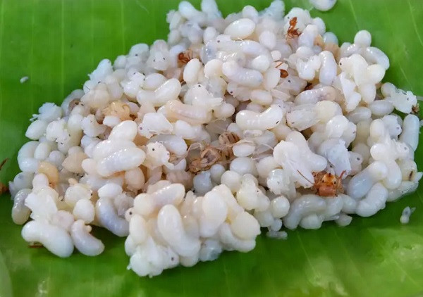 6. Escamoles: Đây là trứng của kiến đen khổng lồ và đôi khi nó được gọi với cái tên “trứng cá côn trùng”. Ở Mexico, nó thường được phục vụ bên trong bánh taco vì nó có vị bơ, thơm ngậy.