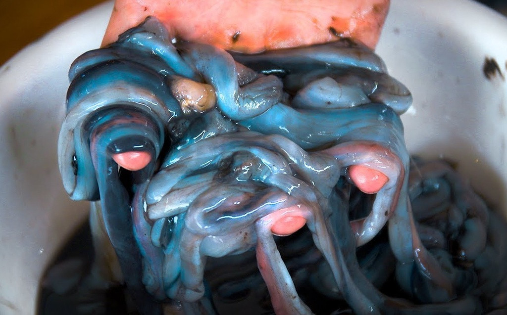 Loài sâu gỗ này chỉ sinh trưởng tại những khu rừng ngập mặn Philippines. Con sâu thân mềm nhũn chỉ được rắc chút hạt tiêu rồi ăn sống.