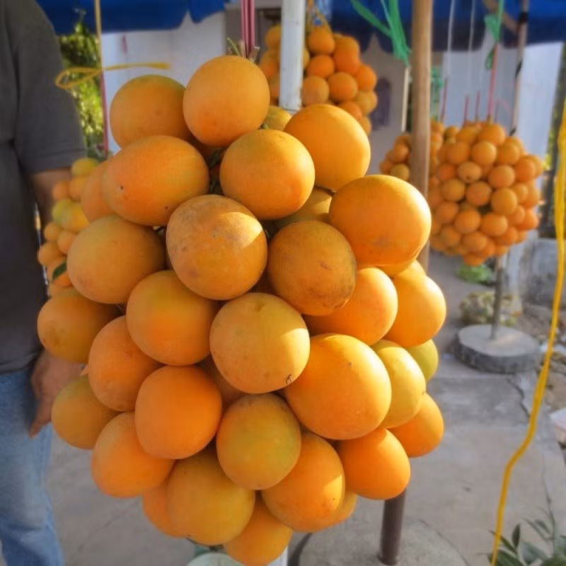 Ngoài ra, còn có thể chế biến thành nhiều kiểu cách mới lạ để tăng thêm sự hấp dẫn cũng như bảo quản được lâu loại quả này.