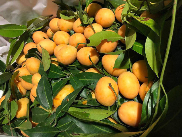 Thanh trà có rất nhiều cách ăn, thông thường thì người ta chỉ cần rửa sạch rồi lăn cho mềm, lột vỏ chấm muối ăn tươi hít hà thiệt đã.