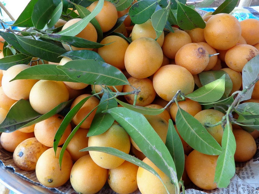 Quả thanh trà được đánh giá là rất bổ dưỡng, phù hợp với mọi lứa tuổi và có cả khả năng phòng bệnh tốt. Ảnh: Internet.