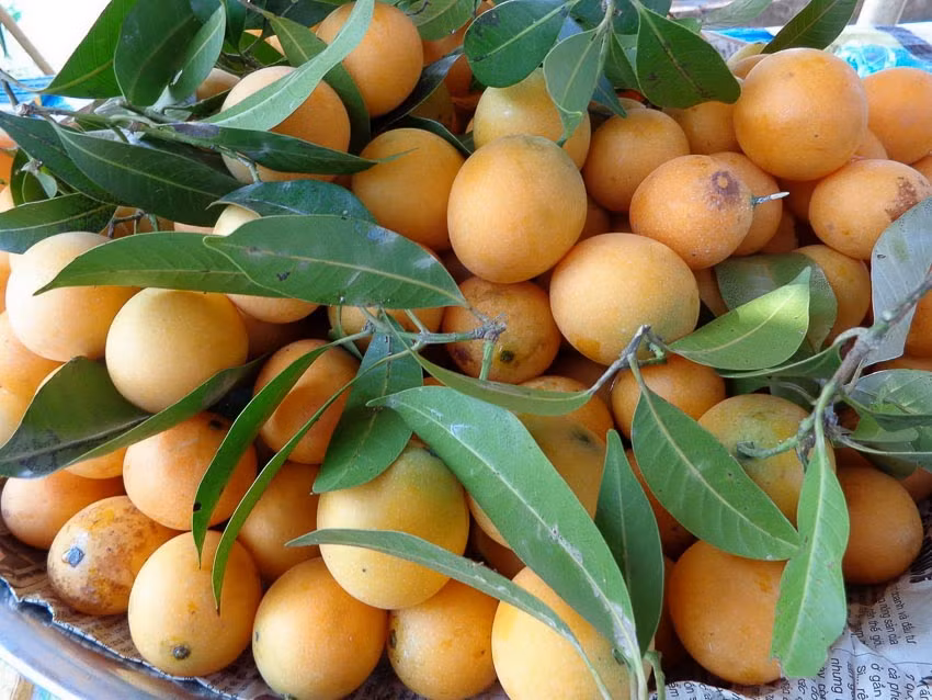 Quả thanh trà được đánh giá là rất bổ dưỡng, phù hợp với mọi lứa tuổi và có cả khả năng phòng bệnh tốt. Ảnh: Internet.