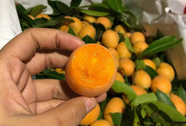 Cây thanh trà trông giống như cây xoài, trái tương tự quả chanh, vỏ màu xanh, chín có màu vàng cam bóng láng, cơm mềm vị chua, ngọt rất hấp dẫn mọi người – nhất là trẻ con. Thời vụ trái chín vào khoảng tháng giêng đến cuối tháng 3 âm lịch.