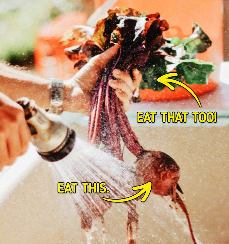 3. Củ cải: Ngoài phần củ, lá và thân cây củ cải cũng có thể ăn được. Thân cây nấu chín cung cấp một lượng glutamine, loại axit đặc biệt giúp chữa lành cơ thể. Chúng cũng có hương vị tuyệt vời khi được chần và áp chảo trong dầu ô liu. Vì vậy, hãy ăn tất cả các phần của cây củ cải và nhận được nhiều vitamin hơn.