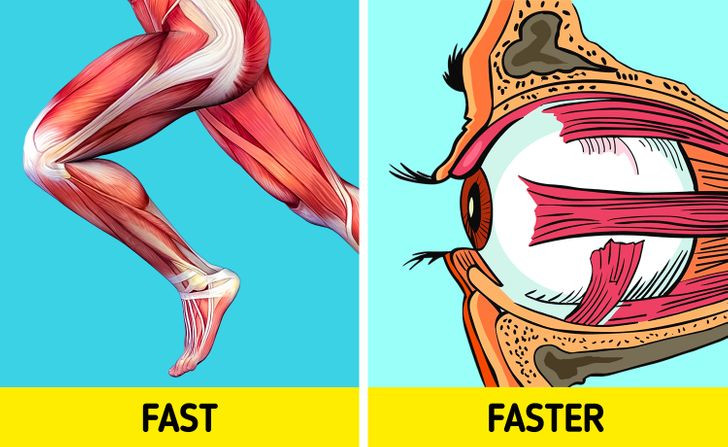 8. Đôi mắt có cơ bắp nhanh nhất trong cơ thể. Cơ chuyển động nhanh nhất trong cơ thể chúng ta là cơ quan thị giác trong mắt. Nó nhanh đến nỗi nó đã lọt vào Kỷ lục Guinness Thế giới. Nếu một vật thể cố gắng chạm vào mắt chúng ta, nó sẽ nhắm mắt lại trong vòng chưa đầy 100 mili giây (0,1 giây).