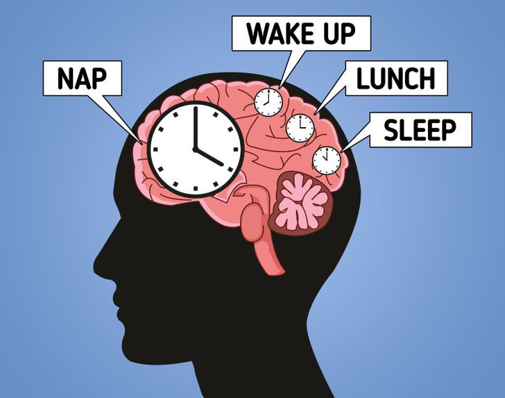 5. Cơ thể của chúng ta thực sự đòi hỏi một giấc ngủ ngắn sau bữa trưa. Điều này không liên quan gì đến thức ăn mà chúng ta ăn vào bữa trưa. Lý do là vì đồng hồ của cơ thể chúng ta. Nhịp sinh học của chúng ta gửi một số tín hiệu cảnh báo nhất định từ 7- 9 giờ sau khi chúng ta thức dậy và những tín hiệu này khiến chúng ta cảm thấy buồn ngủ.
