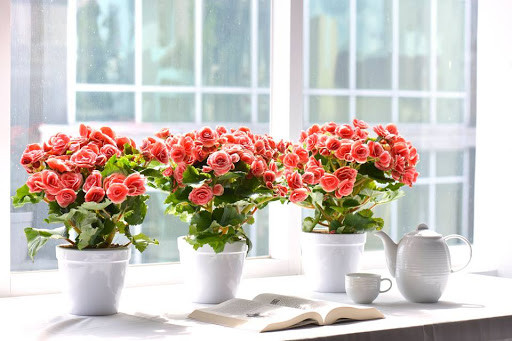 Cây hoa hải đường có thể lọc tốt benzene và các hóa chất khác. Cây này có những cụm hoa trắng, hồng, đỏ để chưng Tết rất đẹp mắt và còn tốt cho sức khỏe..