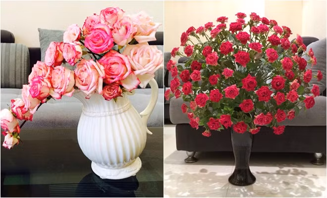 Hoa hồng chưng tết không chỉ đẹp mà hương thơm của nó còn có thể làm giảm trầm cảm, mang lại cảm giác hạnh phúc và dễ chịu.