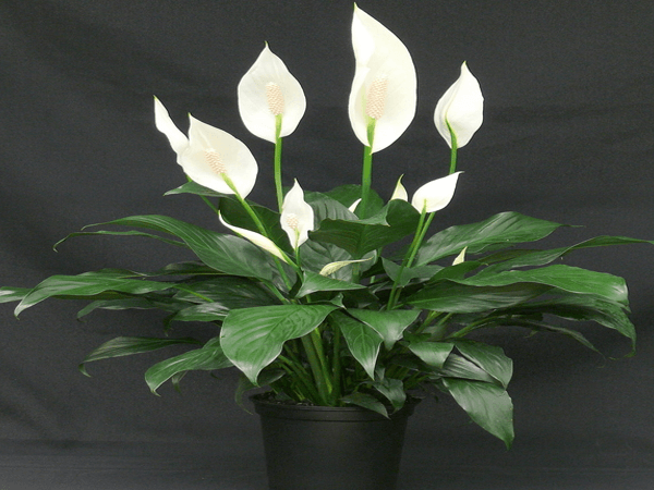 Hoa lan ý (Peace Lily) là loài thực vật có nguồn gốc tự nhiên ở Đông Nam Á và nhiều vùng nhiệt đới ở châu Mỹ. Cây có khả năng thấm hút các chất ô nhiễm tuyệt vời. Lan ý có thể loại bỏ các chất sau trong không khí: amoniăc, benzen, formaldehyde, TCE, xylene.