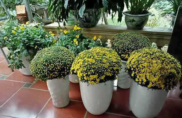 Hoa cúc giúp loại bỏ các chất gây ô nhiễm nguy hiểm như formaldehyde, amoniac, benzen và trichloroethylene được thải ra từ nhiều đồ gia dụng thông thường.