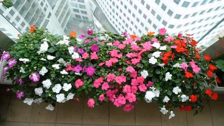 Hoa dừa cạn còn có tên là Hải đằng và trong Đông y hoa dừa cạn có tên là trường xuân hoa, dương giác, bông dừa. Hoa có 3 màu, phớt hồng, phớt tím và màu trắng.