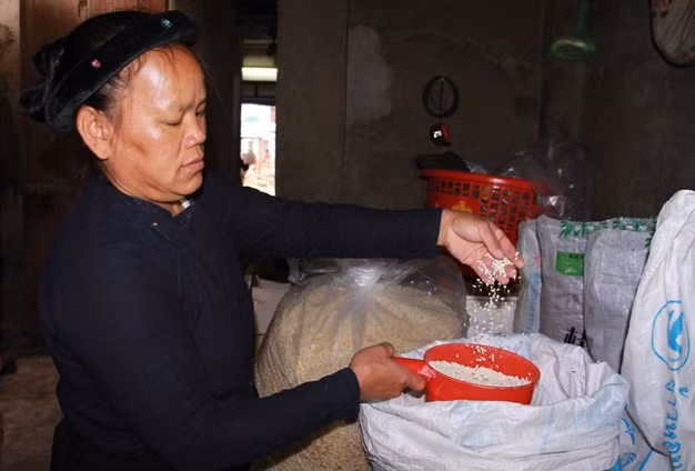 Để làm ra bánh Khẩu sli thơm ngon thì từ khâu chọn nguyên liệu đã phải rất kỹ càng. Gạo nếp phải là giống nếp Vải hoặc nếp Cái hoa vàng. Chọn lấy những hạt gạo còn nguyên không gãy nát.