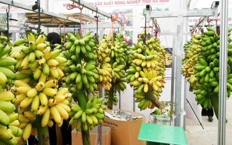 Chuối Ngự Đại Hoàng: Chuối ngự ở vùng này không giống như chuối ngự trâu quả to, ăn nhạt. Với đặc trưng là buồng chuối khá nhỏ nhưng rất đẹp, quả căng tròn, vàng óng, cuống xanh, đầu ruồi có 3 chiếc tua cong đẹp mắt. Khi ăn chuối có vị ngọt, hương thơm, càng ăn càng thấy ngon.