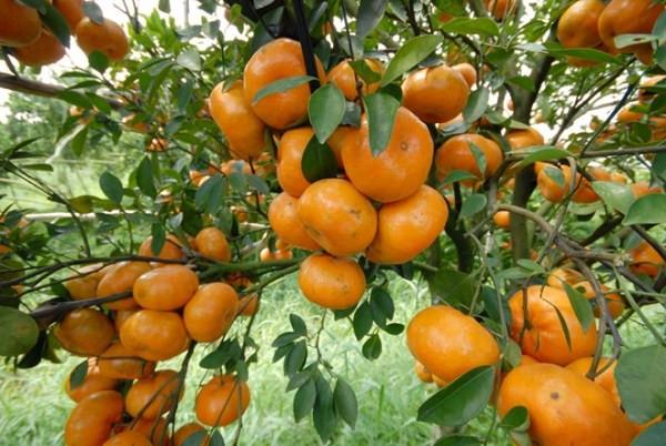 Quýt Lý Nhân với đặc trưng là quả dẹt, vỏ giòn, mỏng, khi chín màu vàng ươm, bên trong mọng nước và bên ngoài vỏ có nhiều tinh dầu. Nếu dùng tay bóc vỏ thấy mùi thanh mát tỏa ra dễ chịu. Quýt Lý Nhân ngày trước từng dùng làm đặc sản tiến vua và ngày nay không chỉ nổi tiếng trong nước mà còn được xuất khẩu ra nhiều nước trên thế giới.