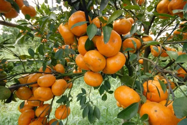 Quýt Lý Nhân với đặc trưng là quả dẹt, vỏ giòn, mỏng, khi chín màu vàng ươm, bên trong mọng nước và bên ngoài vỏ có nhiều tinh dầu. Nếu dùng tay bóc vỏ thấy mùi thanh mát tỏa ra dễ chịu. Quýt Lý Nhân ngày trước từng dùng làm đặc sản tiến vua và ngày nay không chỉ nổi tiếng trong nước mà còn được xuất khẩu ra nhiều nước trên thế giới.