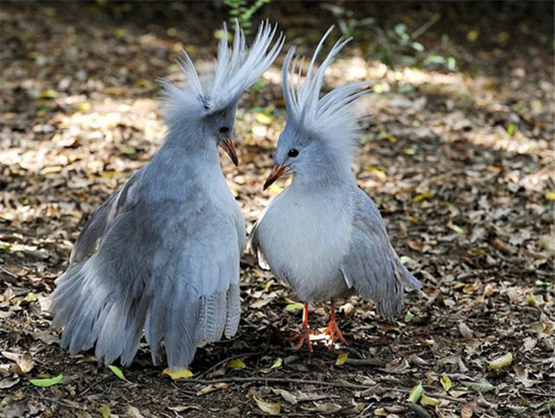 Chim Kagu sinh sống ở quốc đảo New Caledonia (cách nước Úc 1.200km về phía Bắc). Loài chim này có chiếc “mũi tí hon” với lớp vỏ bao quanh lỗ mũi khiến chúng thoải mái tìm mồi trong các bụi rậm mà cát, bụi không thể bay vào.