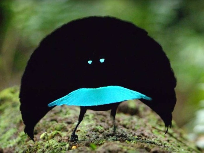 Loài chim trông giống như "xuyên không" từ một thế giới khác đến Trái Đất này cũng có một cái tên dường như ngụ ý điều đó - chim thiên đường Lophorina. Loài chim này rất nhỏ, chỉ khoảng một gang tay, nhưng tiếng hót thì hay đến thôi miên con cái, "siêu năng lực".