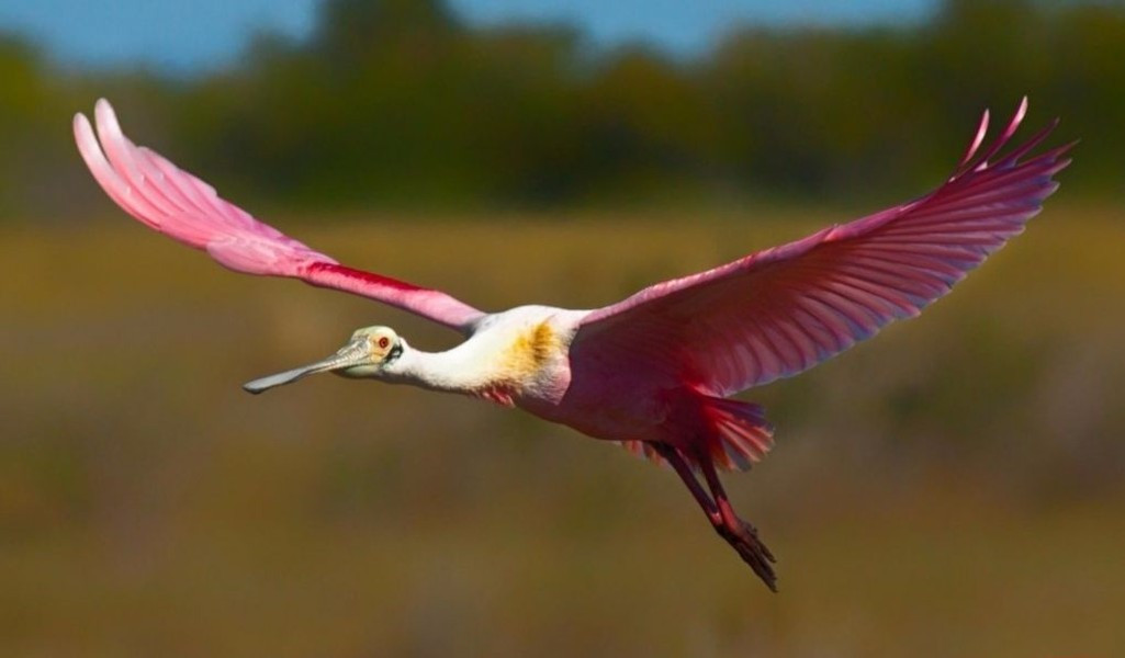 Cò thìa hồng là một loài sinh sản định cư ở Nam Mỹ chủ yếu là phía đông của dãy Andes, và ở các vùng ven biển của vùng biển Caribbean, Trung Mỹ, Mexico, và vùng vịnh của Mỹ. Chúng có vẻ đẹp của một sinh vật như tới từ thiên đường
