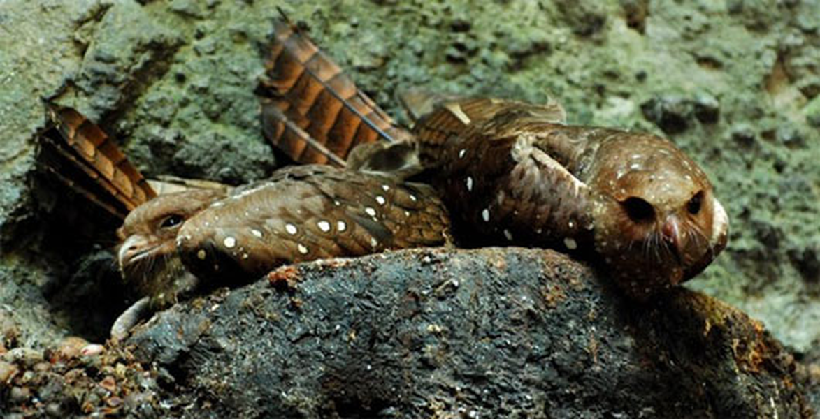 Chim Oilbird là một loài chim sống về đêm chuyên ăn trái cây và trú trong hang động. Chúng tìm kiếm và định vị thức ăn khá giống với cách của loài dơi và cá heo là bằng tiếng vang, có khác là chúng nghe được âm thanh mình tạo ra.