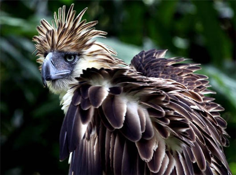 Đại bàng Philippines có danh hiệu “loài chim săn mồi khổng lồ nhất thế giới” với chiều cao khoảng 1m và nặng 7kg. Chúng cũng là kẻ săn mồi đáng sợ nhất khi hầu như không một con mồi nào có thể thoát khỏi móng vuốt sắc như thép của chúng.