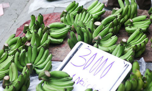 Hầu hết các nải chuối đều có giá 30.000 đồng, nải nào to và đẹp nhất thì "kịch kim" đến 100.000 đồng.