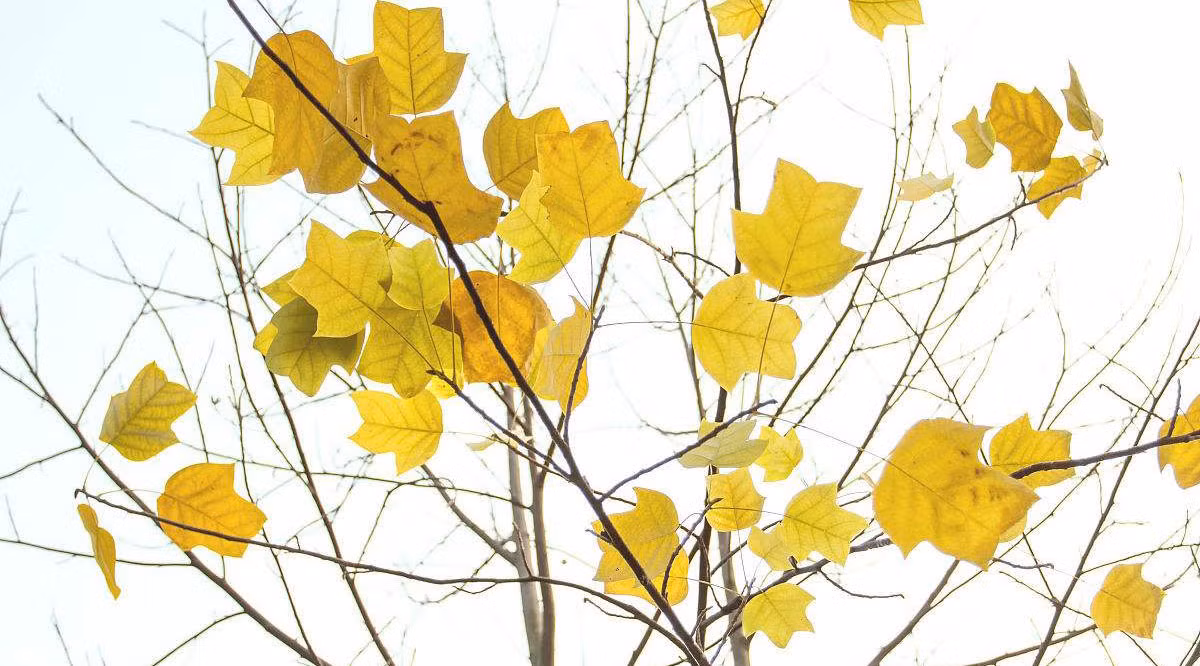 Tuổi Mão: Công việc: Nên hết sức thận trọng trong mọi phát ngôn để tránh tạo thị phi, gây bất lợi cho bản thân. Tài vận: Lái xe cẩn thận, tránh va chạm gây thiệt hại lớn đến tài sản. Tình cảm: Có hiểu lầm khó có thể tháo gỡ. Hướng vượng tài: Xuất hành hướng Tây Nam, kỵ hướng Đông Nam. Màu sắc vượng vận: Màu vàng, màu trắng gạo. Quý nhân: Tuổi Thìn.