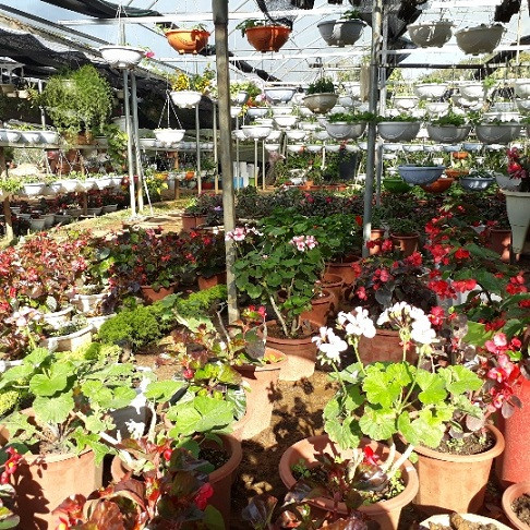 Nhờ vườn hoa đẹp mà năm nào gia đình chị Quyết cũng thoải mái tiền tiêu tết.