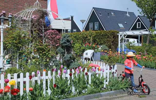 Chị Lips thường trồng hoa dọc hàng rào, bất kỳ chỗ nào còn trống trong vườn.