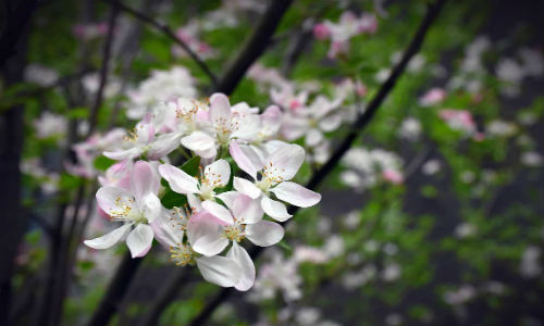 Ngày 04/2/2018 chính là tiết Lập Xuân. Ảnh minh họa.