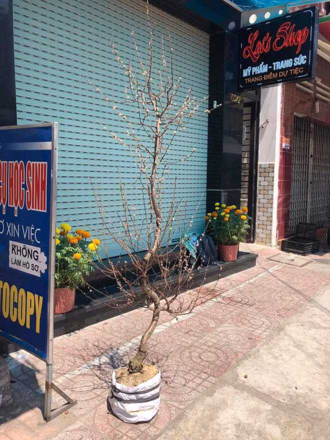 Cận cảnh hai cây đào bị tráo đổi.