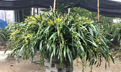 Một trong 3 chậu lan khủng được đại gia Sài thành chọn mua chơi dịp Tết này.