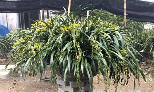 Một trong 3 chậu lan khủng được đại gia Sài thành chọn mua chơi dịp Tết này.