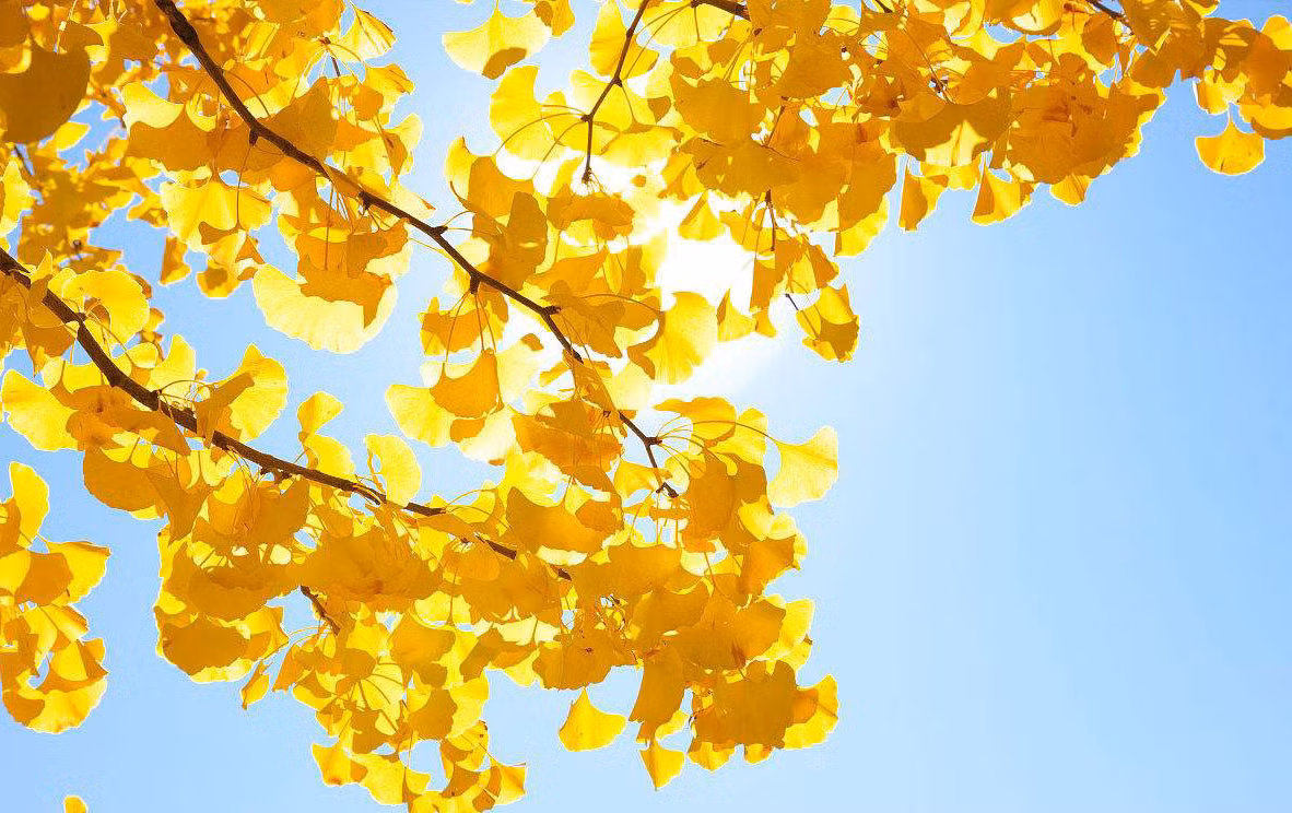 Tuổi Tỵ: Công việc: Khó duy trì sự ổn định, có thể phải đi công tác xa hoặc có điều động sang vị trí công việc mới. Tài vận: Nếu có người lâu rồi không liên lạc nhưng lại vay tiền cần phải thận trọng. Tình cảm: Dễ rơi vào thế khó khăn, bế tắc. Hướng vượng tài: Xuất hành hướng Đông, kỵ hướng Tây Bắc. Màu sắc vượng vận: Màu xanh lá cây. Quý nhân: Tuổi Mão.