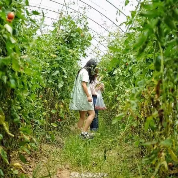 Khu vực rào trồng cây cũ của nhà được Tư cải tạo thành một giàn để trồng nho.