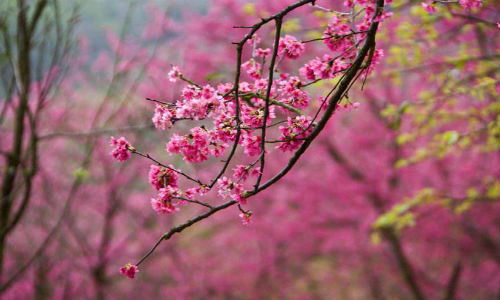 Ngày 04/2/2018 là tiết Lập Xuân. Ảnh minh họa.