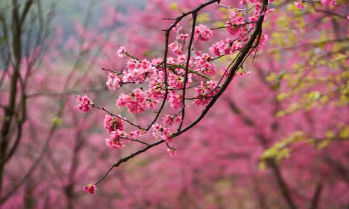 Ngày 04/2/2018 là tiết Lập Xuân. Ảnh minh họa.