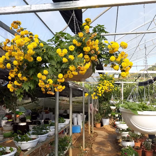 Chị Quyết đầu tư làm mái che để bảo vệ vườn hoa đẹp của gia đình.