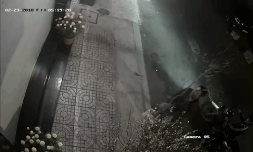 Một người cầm lái, một người đặt cây đào trơ cành và người còn lại ôm cây đào sum suê hoa lá lên xe.