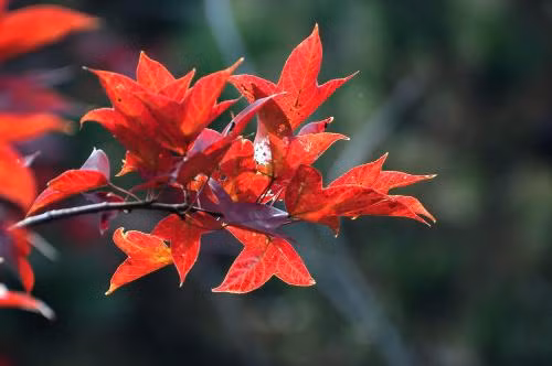 Tuổi Dần: Công việc: Nhờ sự chủ động và tích cực con giáp này sẽ có được thành tích tốt. Tài vận: Có cơ hội cầu tài, đừng bỏ lỡ. Tình cảm: Một ngày tận hưởng niềm vui và hạnh phúc trọn vẹn. Hướng vượng tài: Xuất hành hướng Nam, kỵ hướng Đông. Màu sắc vượng vận: Màu đỏ. Quý nhân: Tuổi Ngọ.