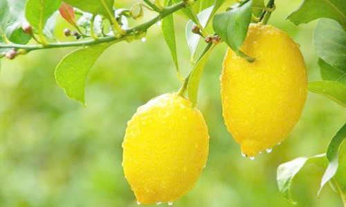 Mặt đá kệ bếp nhà bạn bị ố, cách đơn giản hãy dùng miếng chanh chà trên bề mặt có vết bẩn sẽ sạch bóng.